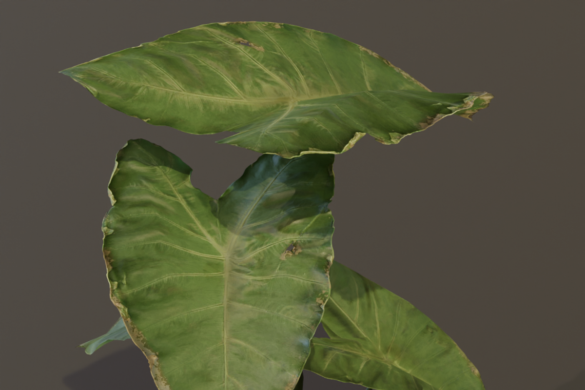 The BroadLeaf Taro Bush, a Plants & Tree 3D Model by FuturePastCreatives (Photo 17 of 19)