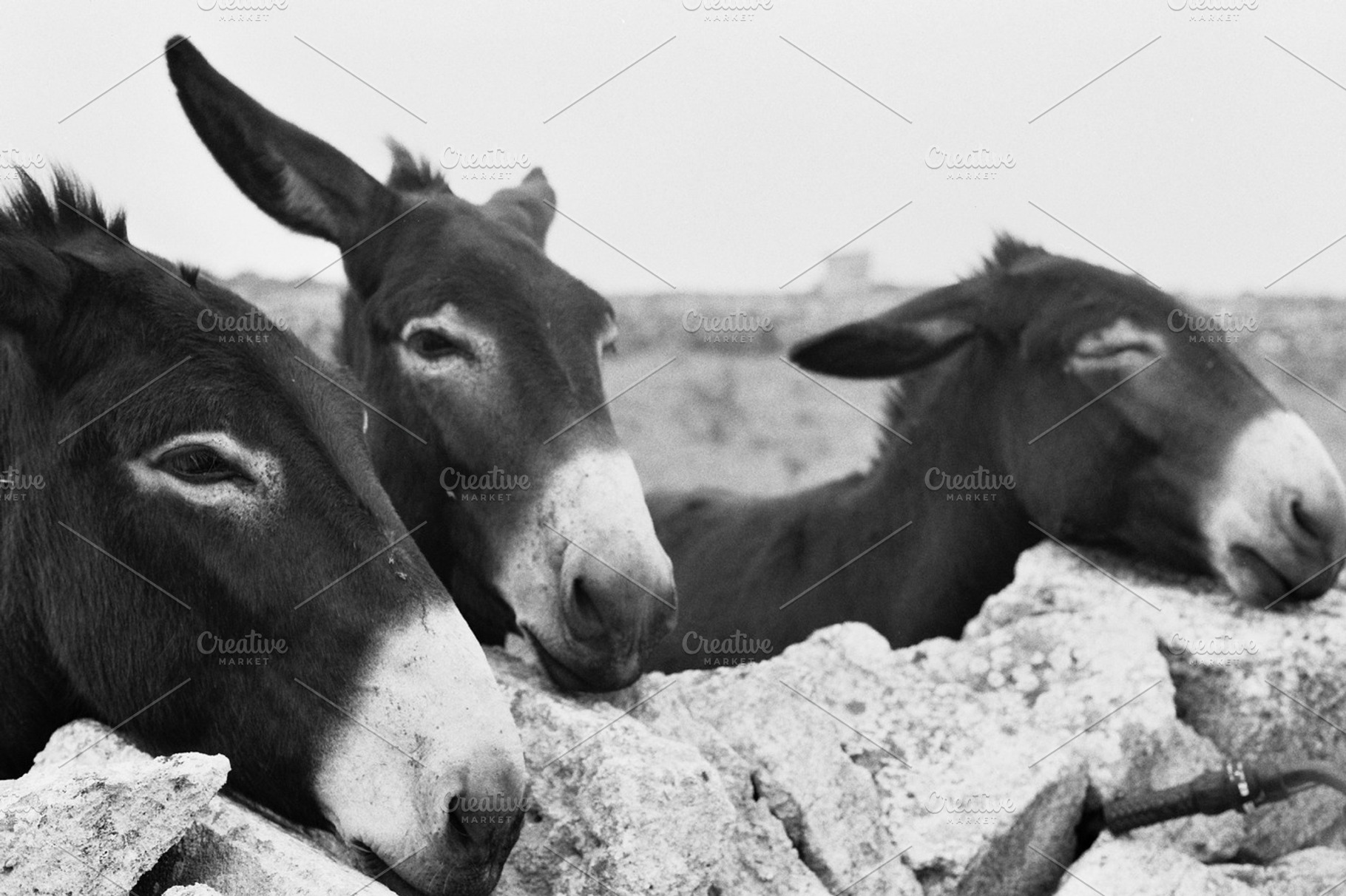 Three Donkeys, an Animal Photo by beguima