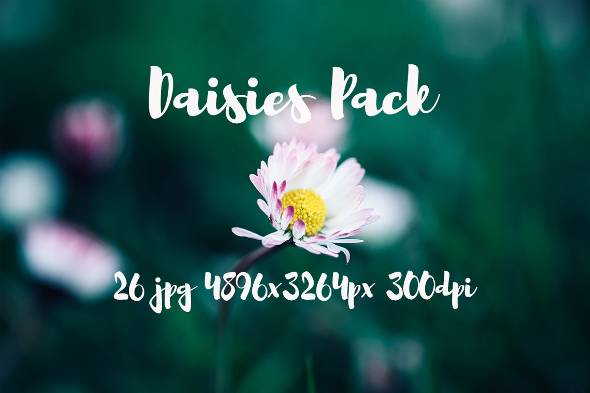 Daisies Pack, a Templates & Theme by ApertureVintage (Photo 6 of 14)