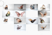Jewelled Butterfly Collection, a Background Graphic by Lumeno (Thumbnail 7 of 7)