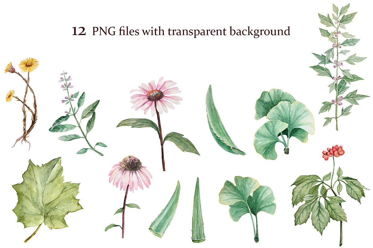 Medicinal herbs in watercolor, a Healthcare Illustration by Dashamoony (Photo 2 of 2)