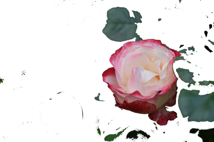 Garden flowers