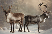Reindeer PNG Overlays, an Object Graphic by Wild Honey Design Co. (Thumbnail 3 of 7)