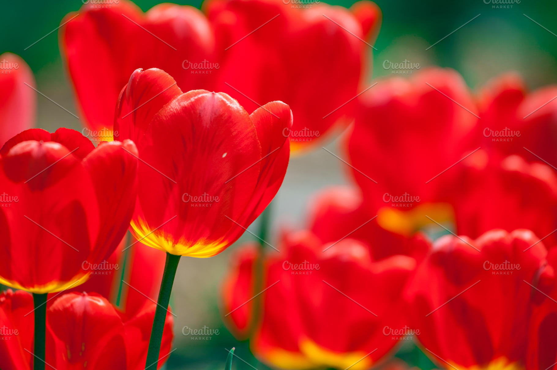 Beautiful red tulips field, a Nature Photo by Vector Tradition