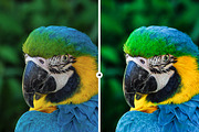 3 Macro Pop Detail LR & PS Presets, an Action Add-On by M E G A S E T S (Thumbnail 5 of 6)