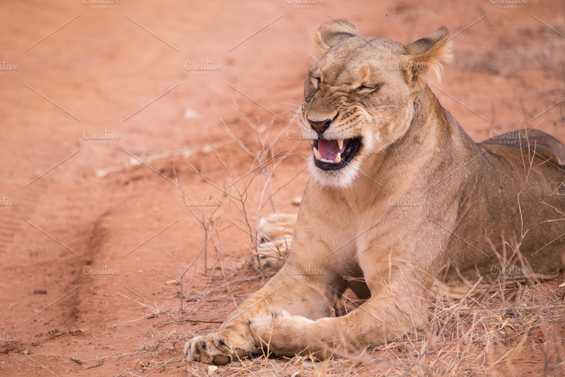 Lionesses in aberdare national park featuring lioness, wild, and wildlife, an Animal Photo by robcar