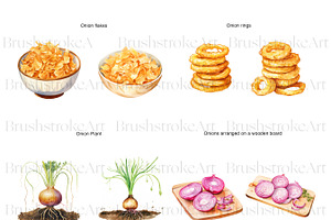 Watercolor Onion Clipart, Onion PNG