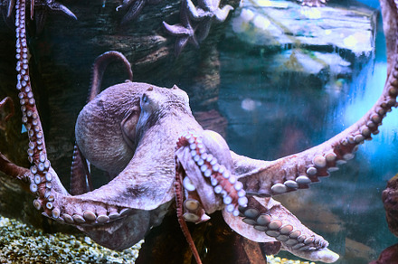 Beautiful sea world sea octopus containing octopus, underwater, and sea