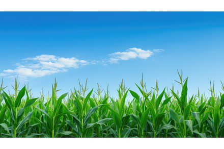crop rows of corn ai generated, an Animal Photo by pikepicture