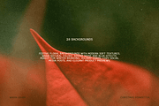 Christmas Poinsettia - Soft Floral, a Background Graphic by DigARTbyHavroshka (Thumbnail 2 of 9)