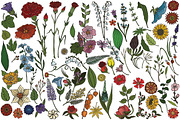 Vector plants and flowers, an Illustration by risovanya (Thumbnail 5 of 5)
