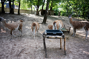 Group of llamas in a shaded outdoor enclosure during daytime at a park, a Photo by AS photostudio