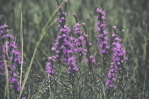 Sage Flowers In Full Bloom