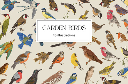 Garden Birds