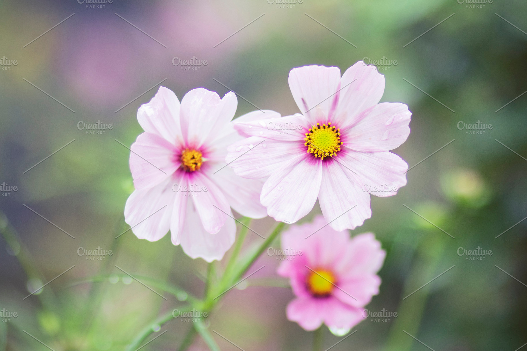 Pink Cosmos Flower Closeup Photo, a Nature Photo by René Jordaan Photography