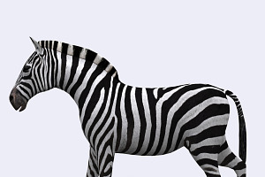 3DRT - Safari Animals -Zebra