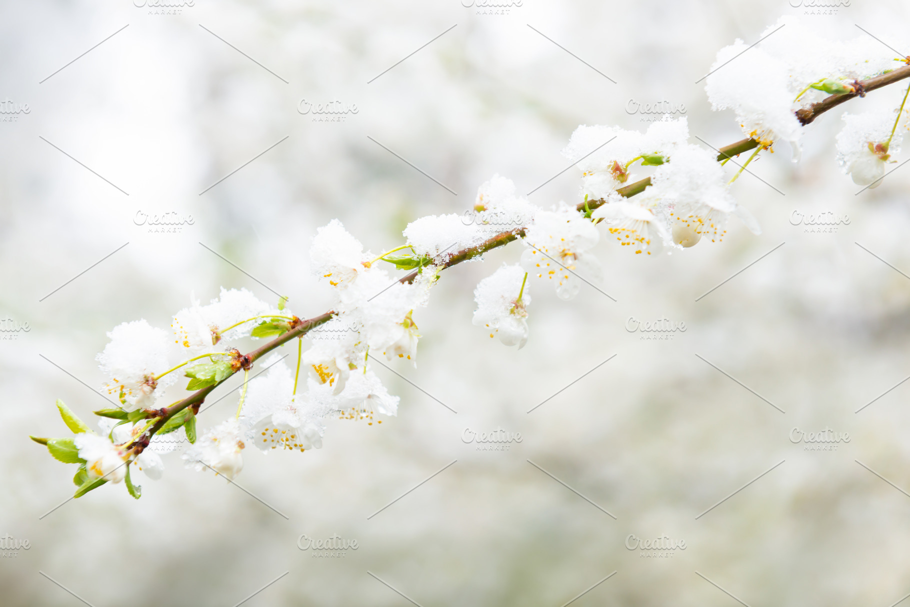 White flowers of branch cherry tree, a Nature Photo by Vapi