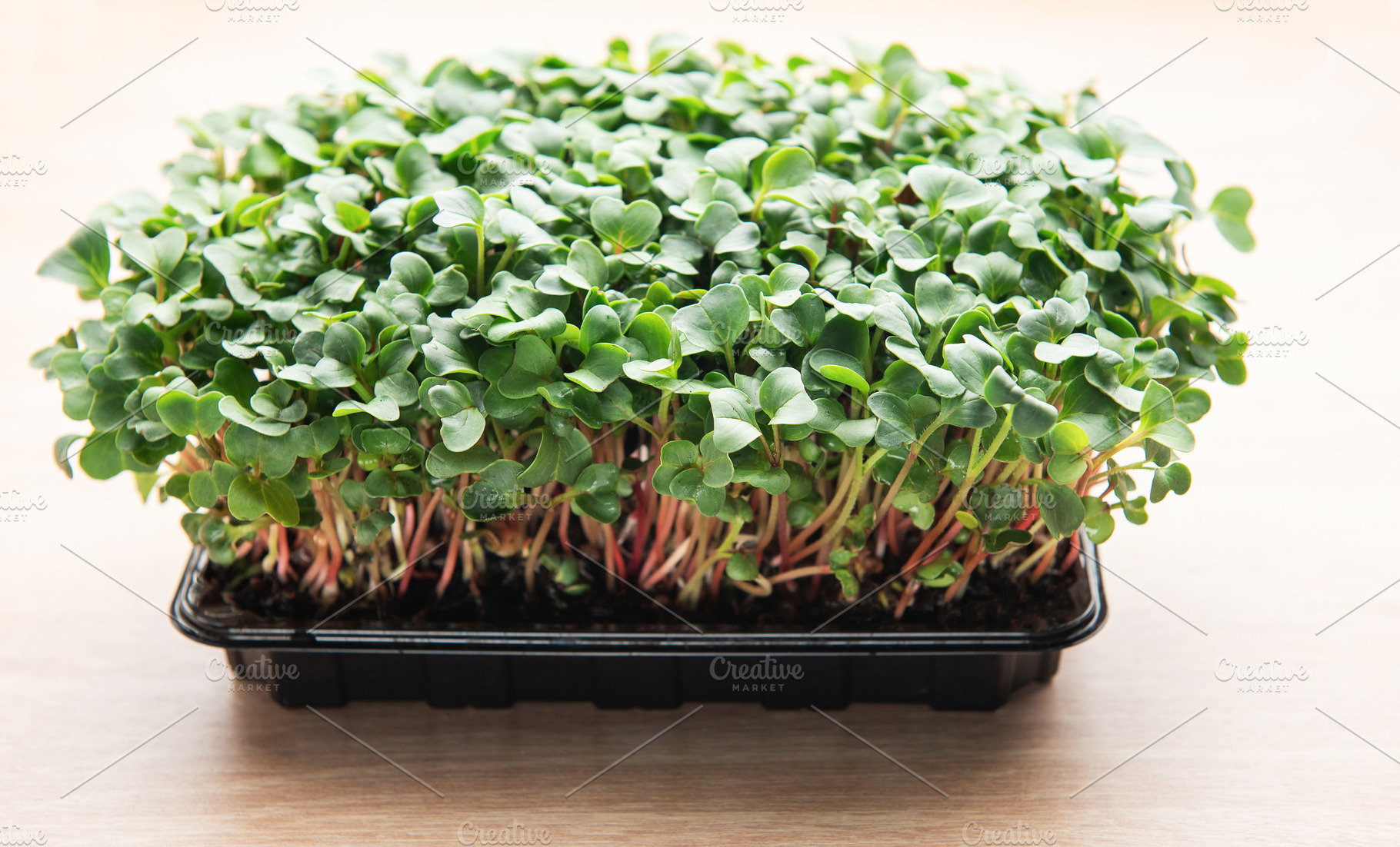 Microgreens growing in a black plastic container on a wooden tab, a Food & Drink Photo by Olena Rudo