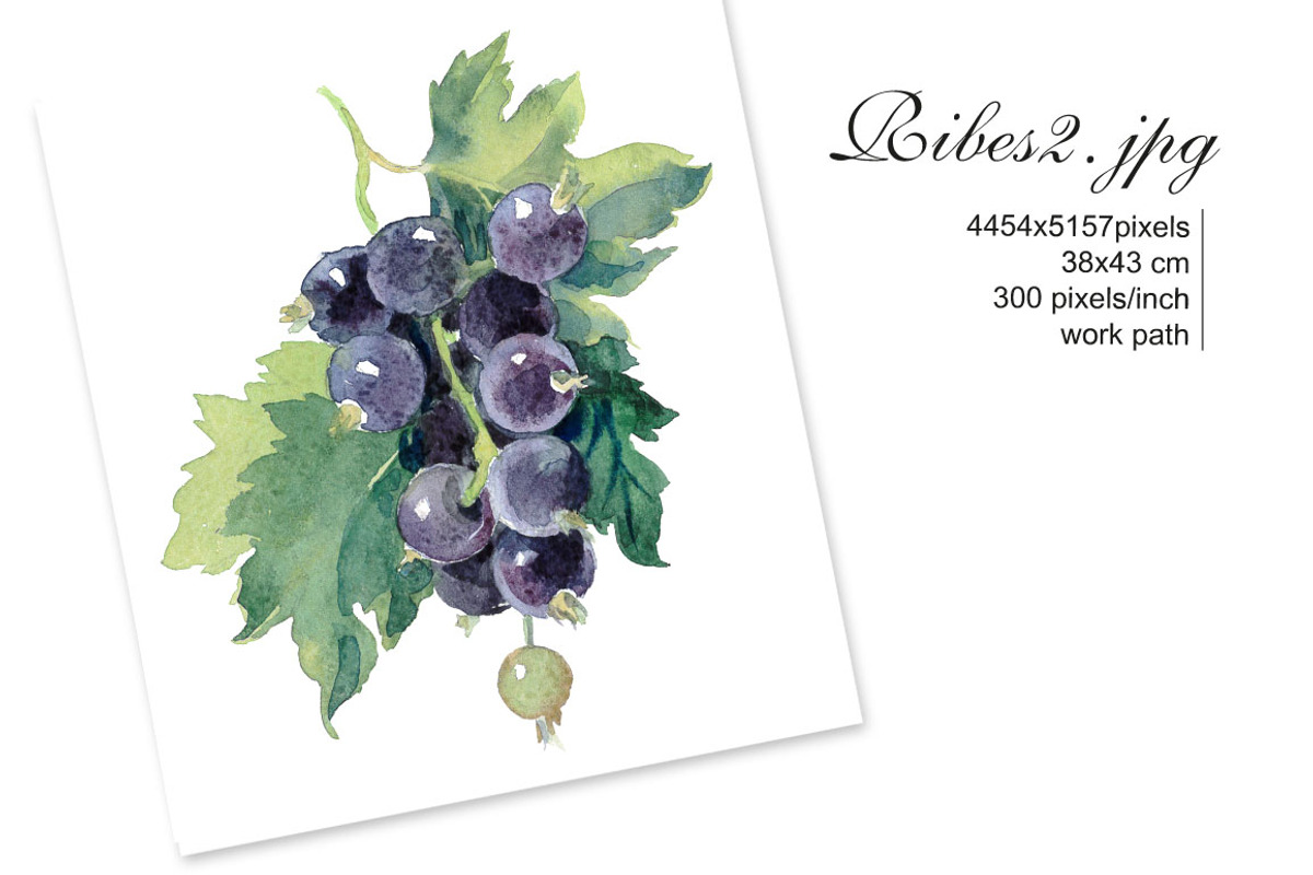 Watercolor Black Сurrant, an Illustration by Marina.Markizova (Photo 4 of 4)