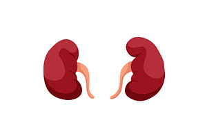 Internal human body organ -, an Object Illustration by Things for designers