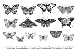 Butterflies And Moths. B&W