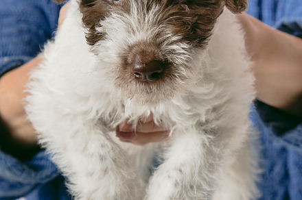 Little puppy being held by its owner
