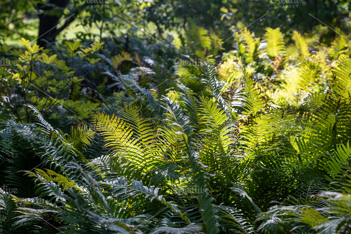 Lush green fern leaves growing in a dense forest floor backlit b, a Nature Photo by Imaginarium (Photo 1 of 2)