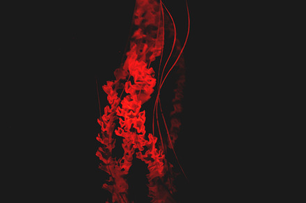 Blood Red Jellyfish Stock Photo Containing Blood And Red preview 6