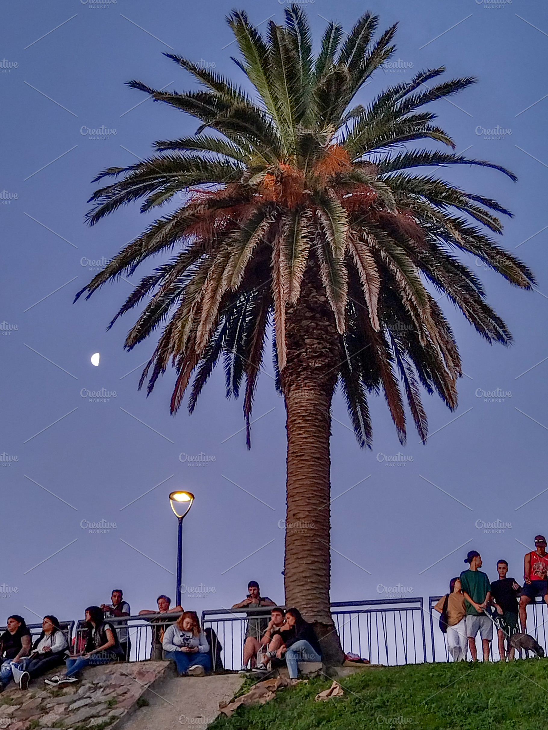 Palm tree in sunset with people gathering, a Person Photo by DanFLCreativo
