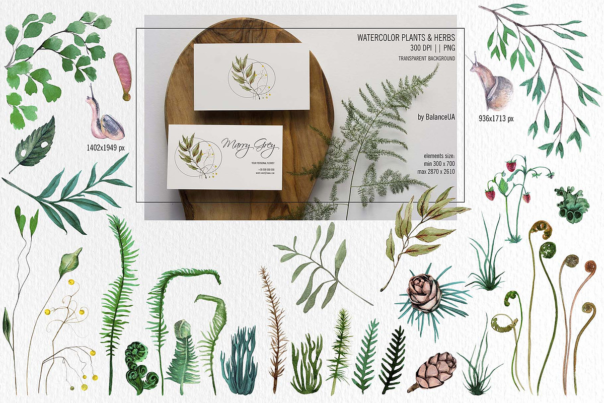Mashrooms & Herbs Clipart, an Illustration by BalanceUA (Photo 3 of 10)