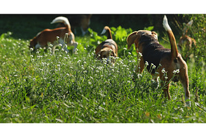 Beagle Dogs Exploring a Sunny Meadow, an Animal Photo by Goinyk