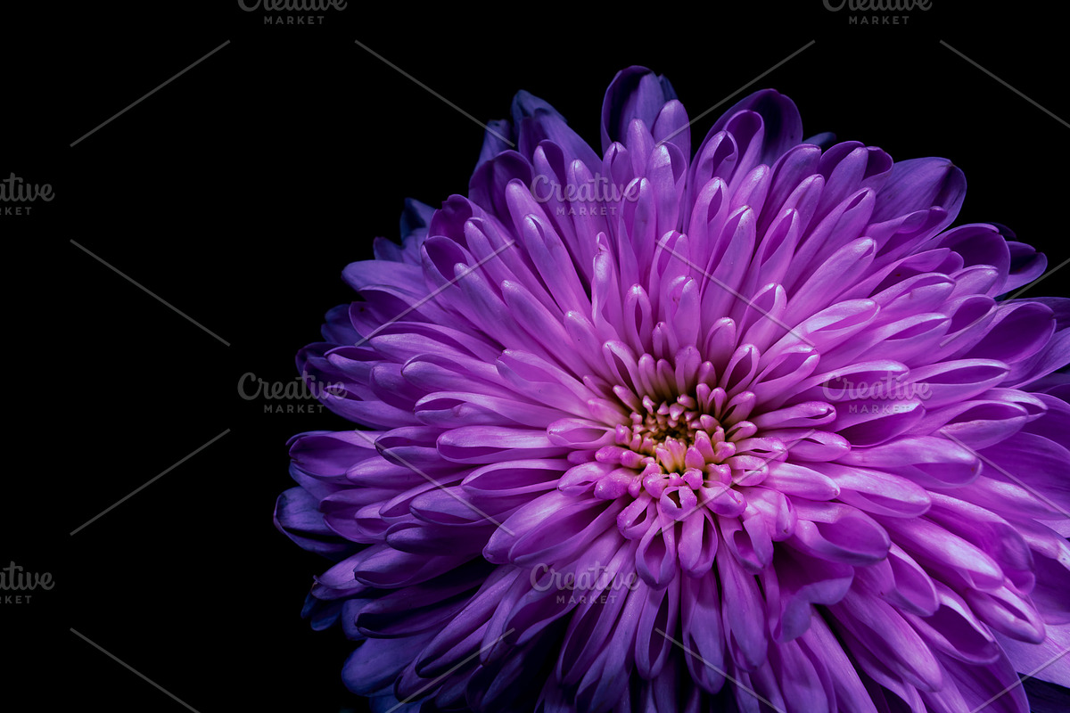 Dark Background Floral Bloom, a Nature Photo by Silent Nature (Photo 6 of 10)