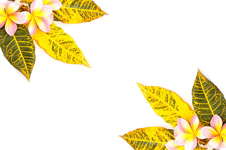 Leaves on white background containing leaf, green, and frame, an Arts & Entertainment Photo by Witty Bear 's Gallery