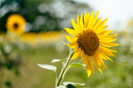 One sunflower stock photo containing sunflower and yellow, a Nature Photo by Frostroomhead