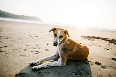 Animals. Dog