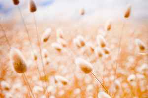 Golden Field, a Background Photo by THP Creative