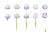 Vector object brushes. Primula., a Brush Add-On by Peolla (Thumbnail 8 of 17)