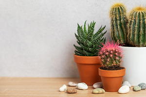 Small cactus and succulents growing in terracotta pots on wooden, a Business Photo by Olena Rudo