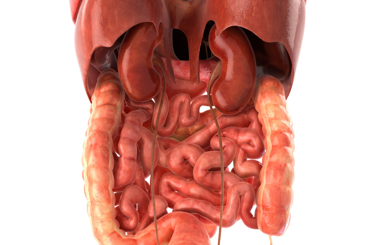 Human internal organs, a Characters & Person 3D Model by konstantin.ermolaev (Photo 14 of 46)