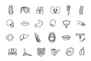 Human Internal Organs, a Healthcare Illustration by Tettygreen (Thumbnail 2 of 3)