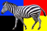 Zebra transparent png featuring animal, animals, and zoo, an Animal Photo by mikenoki (Thumbnail 2 of 2)