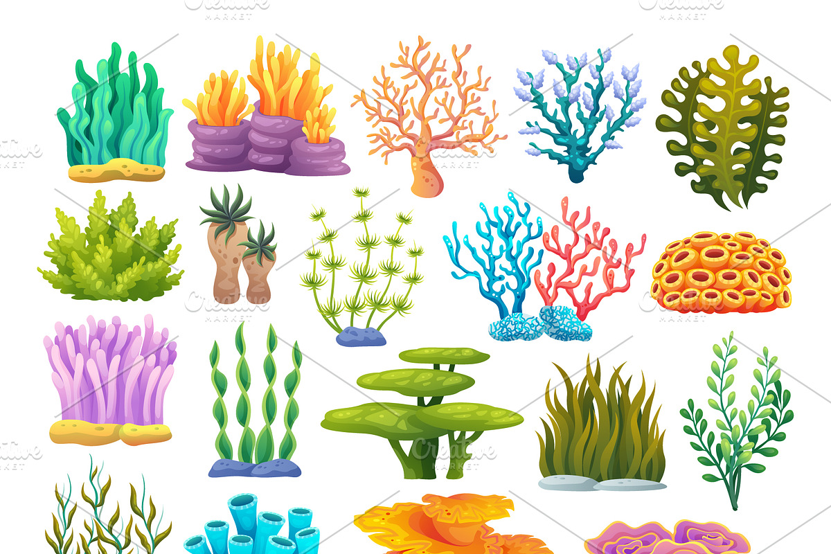 Coral Reef & Seashell Collection, a Decorative Illustration by YG Studio (Photo 2 of 4)