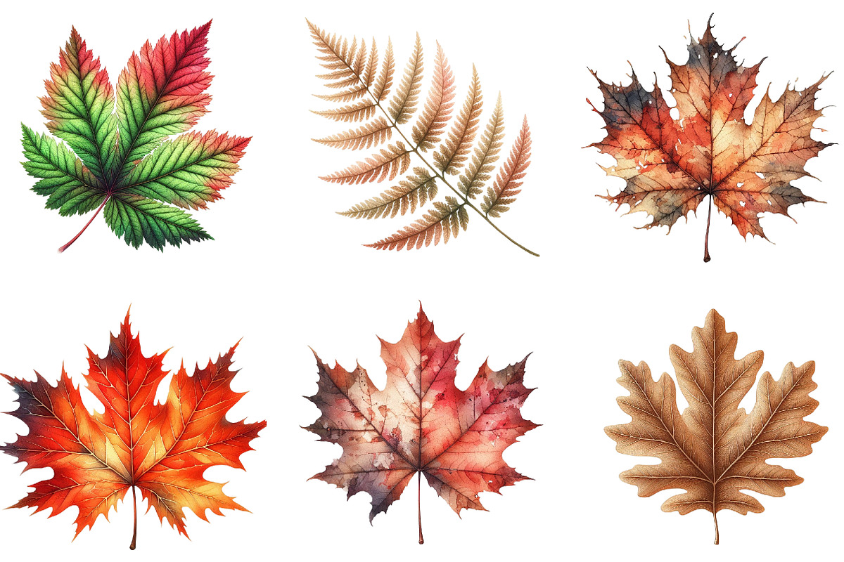 Watercolor Autumn Leaf Clipart, an Illustration by DreamArtGraphic (Photo 4 of 6)