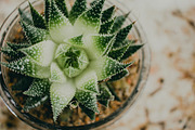 Succulent Plant Close-up, a Nature Photo by René Jordaan Photography (Thumbnail 1 of 2)