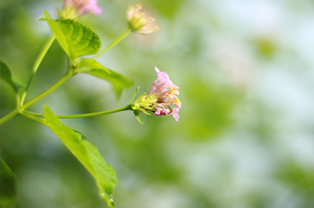 Tropical Jungle Flower Portrait, a Background Photo by Yuby Creative