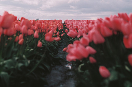 Red tulips farm featuring flower, tupil, and spring