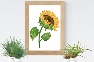 Sunflower Watercolor Clipart