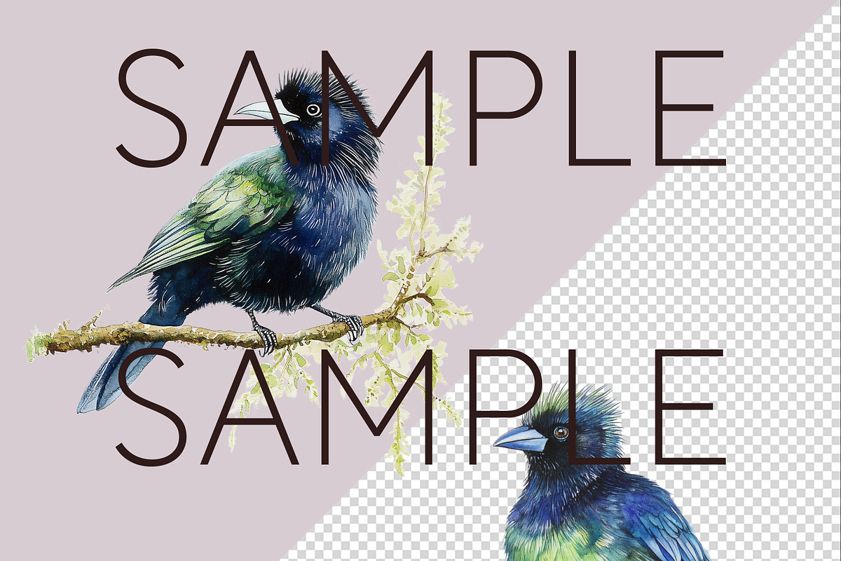 New Zealand Native Bird Clipart, an Animal Illustration by Pawcasso's Portraits (Photo 4 of 9)