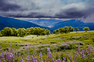 Lupine Meadow