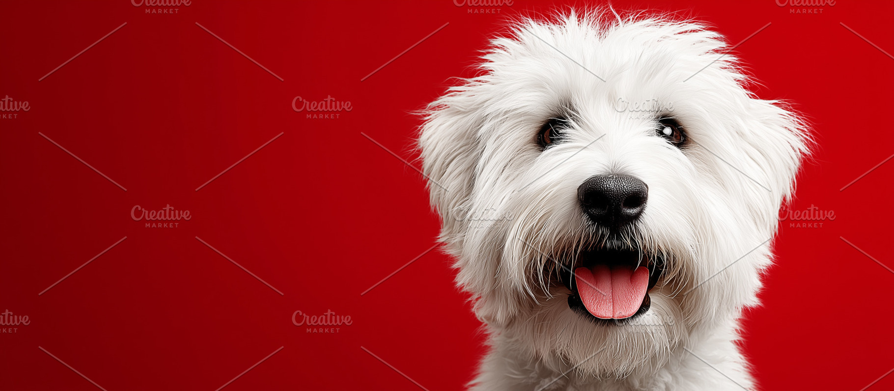 Fluffy white dog with happy, an Animal Photo by MistyDay